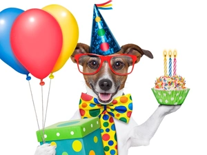 Glasses, Present, Funny, Balloons, dog
