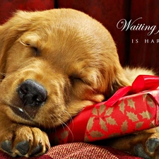 Golden Retriever, Present, sleepy, puppie