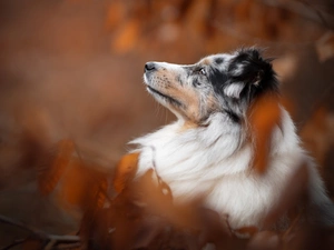 Australian Shepherd, dog, profile