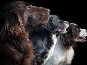 profile, Three, Dogs
