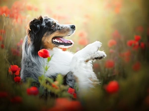 dog, profile, papavers, Australian Shepherd