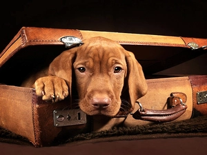 dog, case, dachshund, pud