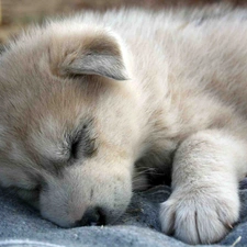 Siberian Husky, pud, sleepy, puppie