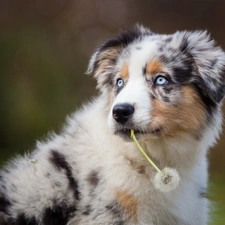 puffball, Border Collie, dog, dandelion, Puppy