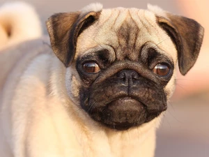 pug