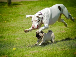 tennis, Dogs, Dog, pug, play, Ball