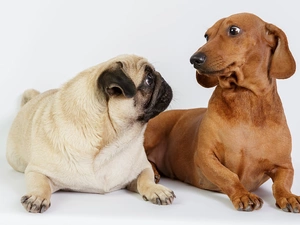 pug, Dogs, dachshund
