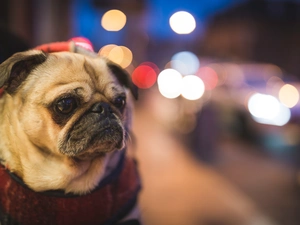 dog-collar, dog, pug