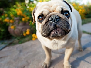dog, mouth, Eyes, pug
