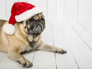 dog, Hat, Nicholas, pug