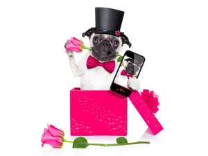 pug, bow tie, Box, cylinder, roses, dog, Funny, Telephone