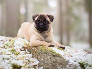 dog, elevation, snow, pug