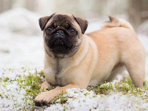 dog, grass, snow, pug
