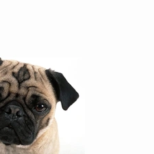 dog, pug, young