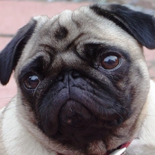 Eyes, pug, sad