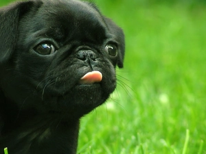 pug, Black, Puppy
