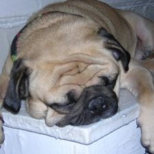 pug, sleepy