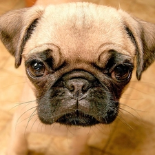 pug