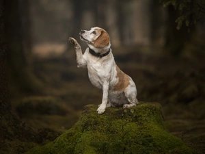 pud, Beagle, Moss, pulled, dog, trunk, forest
