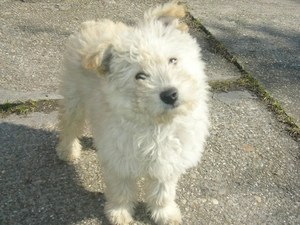 Puppy, Pumi, honeyed