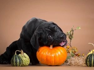 dog, pumpkin, Cane Corso, Puppy