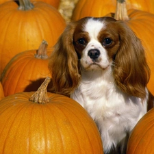 pumpkin, King Charles Spaniel