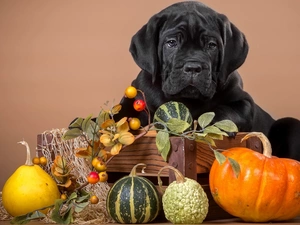 pumpkin, Black, doggy
