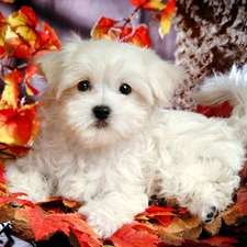 puppie, Leaf, Bichon frise