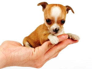 puppie, hand