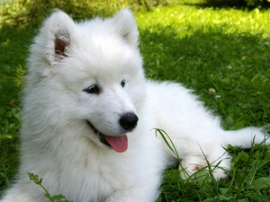 honeyed, Samojed, Meadow, puppie