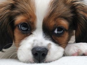 puppie, small, pinto