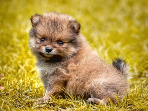 puppie, Toy Spitz