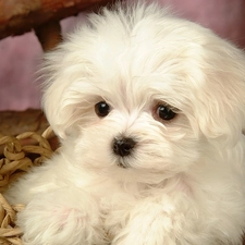 Maltese, puppie, small, White