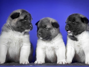 American akita, Three, Puppies