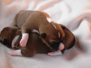Basenji, Two cars, puppies