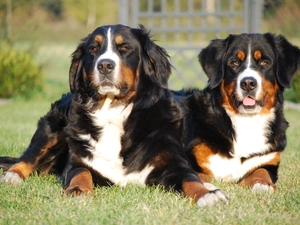 Bernese, Two cars, puppies