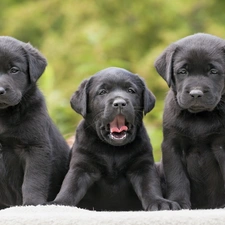 retrievers, puppies, Three, Black