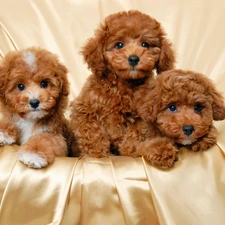 Bichon frise, Puppies, Three, Brown