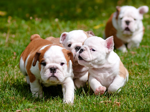 puppies, English Bulldogs