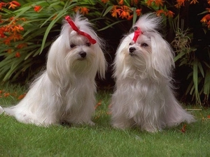 grass, Flowers, White, puppies, Two cars