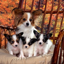 Miniature Continental Toy Spaniel Papillon, puppies