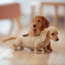 dachshunds, puppies, Dogs