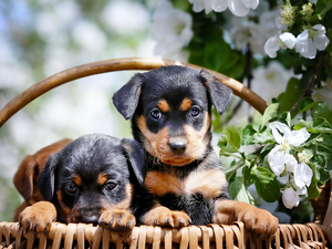 Dogs, Rottweiler, basket, puppies