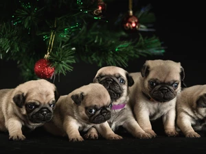 pugs, christmas tree, puppies, puppies, five