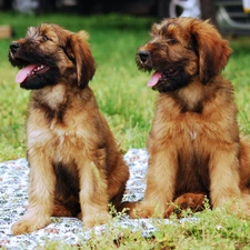 puppies, Shepherd French Briard