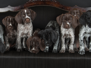sofa, puppies, German Shorthair Pointers