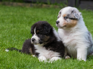 grass, Australian Shepherds, puppies