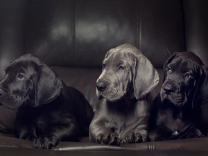 Three, puppies, Great Dane, Dogs