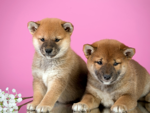 puppies, Shiba inu