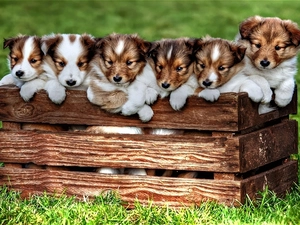 puppies, box, little doggies